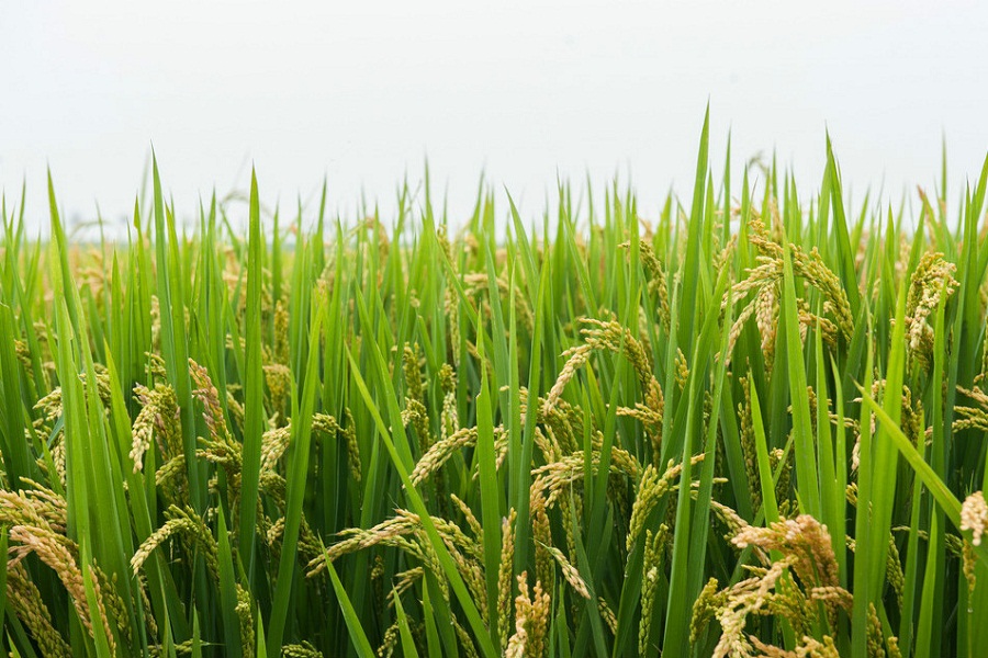 五純生態(tài)農(nóng)業(yè)依靠智慧農(nóng)業(yè)技術(shù)讓種植更科學