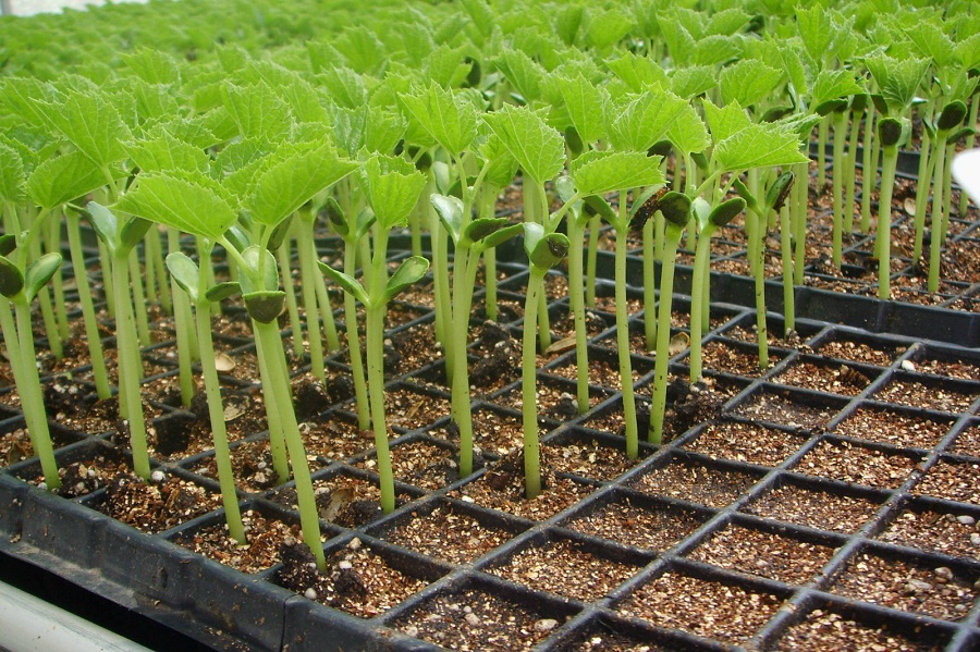 重慶農業(yè)科學院利用智慧農業(yè)技術精準育苗,智能化種植