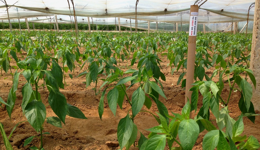 土壤溫度、土壤濕度傳感器埋入地下25公分左右,監(jiān)測辣椒根系土壤溫度及水分情況