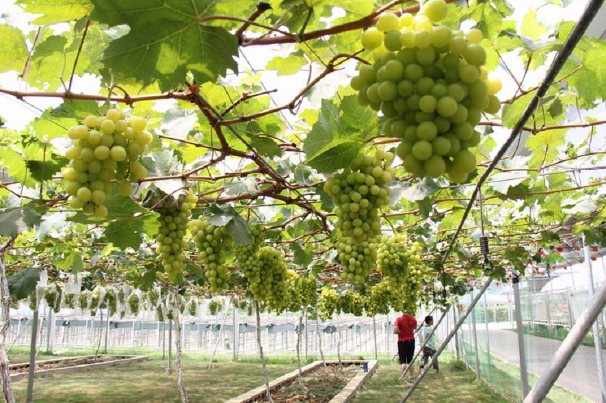 重慶知名農(nóng)業(yè)品牌利用智慧農(nóng)業(yè)技術(shù)打造高端“向氏葡萄”