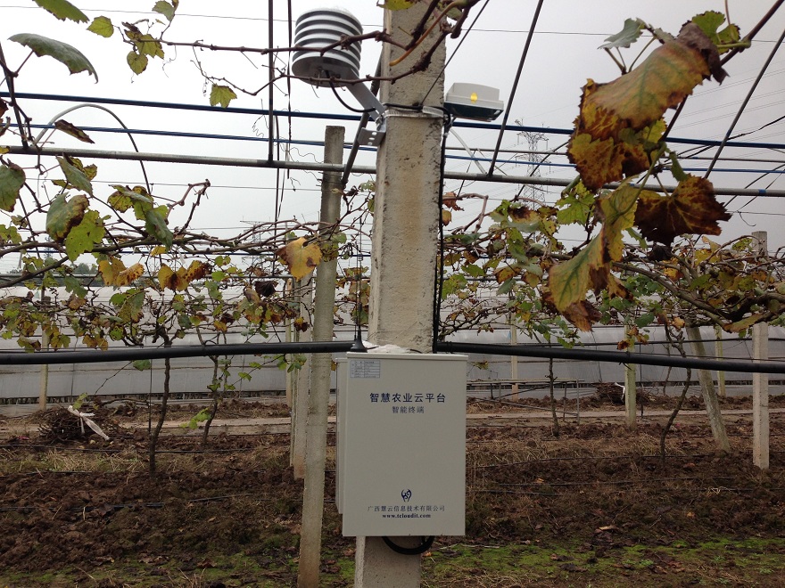 重慶知名農(nóng)業(yè)品牌利用智慧農(nóng)業(yè)技術(shù)打造高端“向氏葡萄”