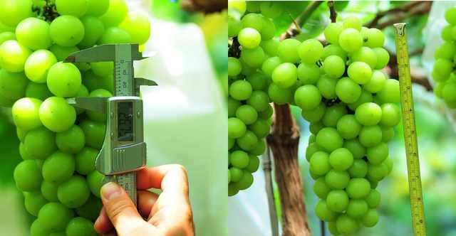 ���C(j��)���������Y���r(n��ng)���T�����ѹܼҞ��九(ji��)�s����(w��)�M(f��i)��15�f(w��n)