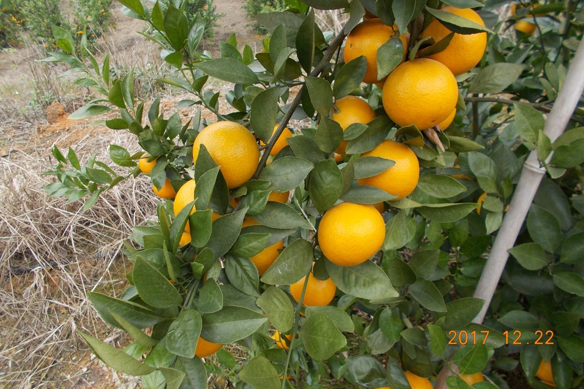 �V���ָ������ǻ��r�I(y��)��������Ʒ��