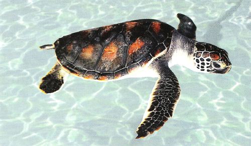 һ��һƷ���Sɳ�M�塱�o���ǻ��r(n��ng)�I(y��)��������(du��)���Mȫ����Դ