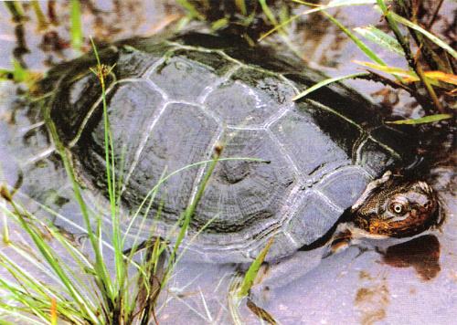 һ��һƷ���Sɳ�M�塱�o���ǻ��r(n��ng)�I(y��)��������(du��)���Mȫ����Դ