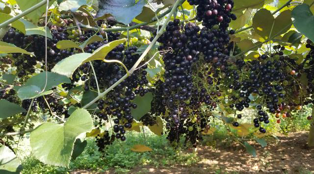 �V�����������r(n��ng)�a(ch��n)Ʒ��Դ���_�N��ͨ·��Ұ��ɽ�����߳���ɽ