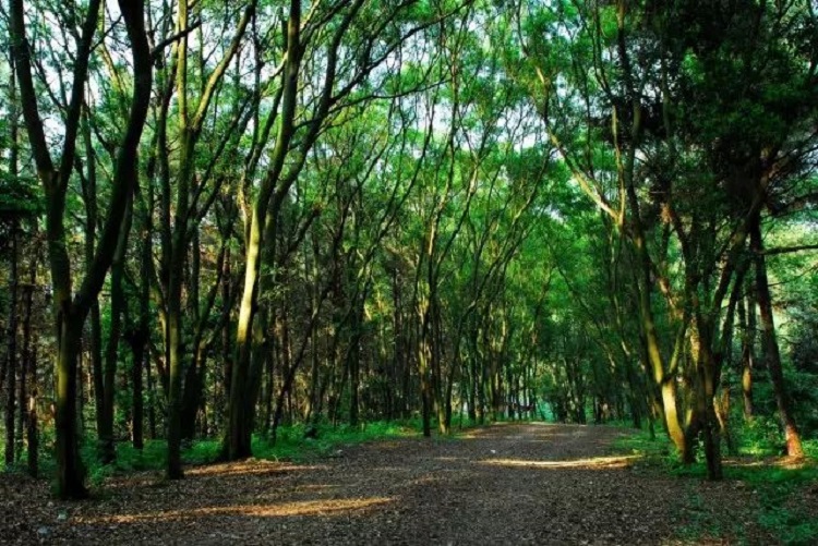 �V���������T��ɭ�ֹ��@�����ǻ��r(n��ng)�I(y��)���g(sh��)������ɭ�ֻ��(z��i)��������