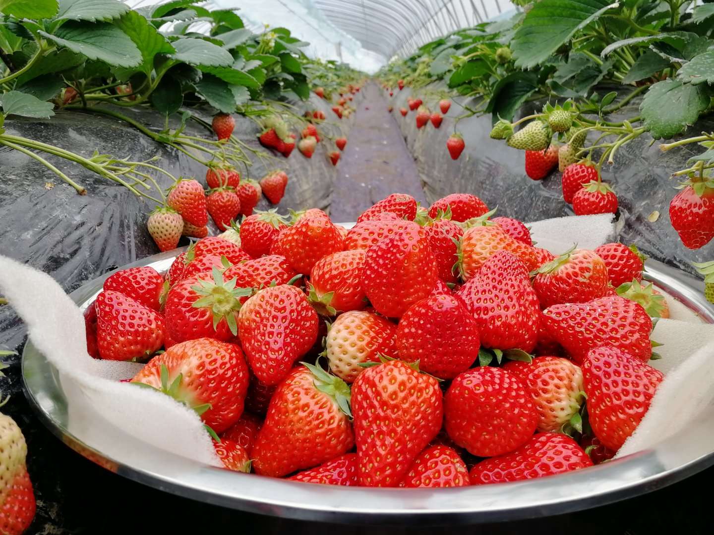 ����ʹ��ݮ���ֵ�c��(sh��)������ı������ǈ�(ji��n)�����ƵĘ�(bi��o)��(zh��n)������