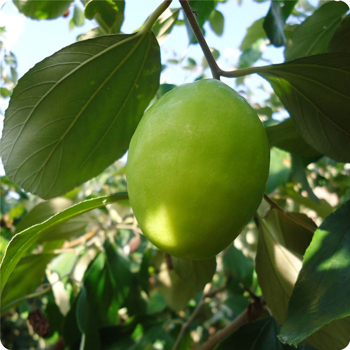 �@���B(y��ng)����ȫ�h����ġ�Ԫ�\���������������Ϙ�(bi��o)��(zh��n)���D(zhu��n)���¸�֮·