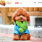 北京優(yōu)寵天下網站建設